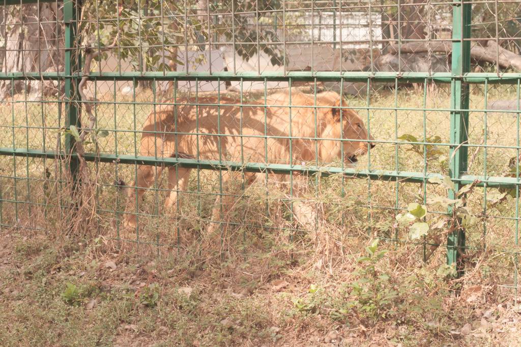 Cherryfield Nursery and Primary School Gwarinpa, Abuja 
